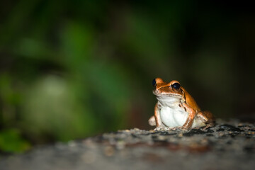 A Rocket Frog (Litoria nasuta) sits alone on the side of the road in Kuranda, Queensland, Australia.