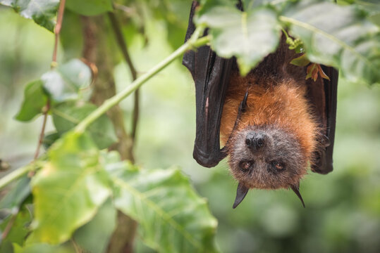 A Grey Headed Flying Fox at a wildlife rescue centre in Kuranda, Queensland.  Grey Headed Flying Foxes are actually native to southern parts of Australia, and are keystone pollinators.