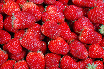 fresh strawberry pile in harvest season as food background