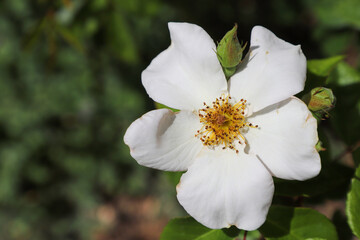 Fototapeta premium Sally Holmes rose flower