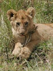 Lion cub with stick