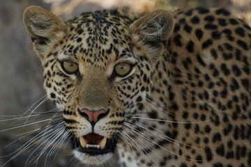 Fototapeta na wymiar Leopard face