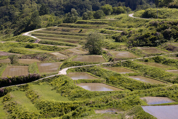 春の日本の棚田風景