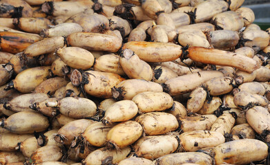 lotus roots in pile in harvest season