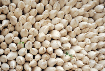 close up on white radish in pile