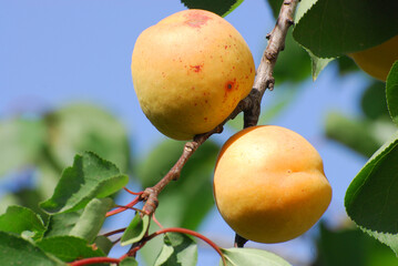 close up on plum on the tree