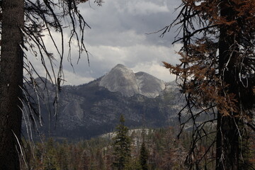 Forest in the mountains