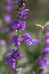 Rocky Mountain Penstemon with bee