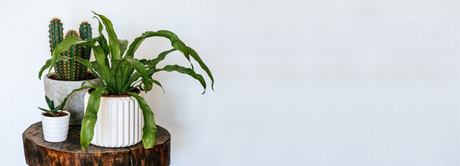 Banner with three different houseplants on a wooden table - obrazy, fototapety, plakaty