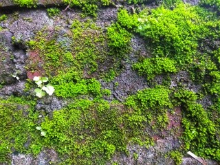 green moss on stone wall