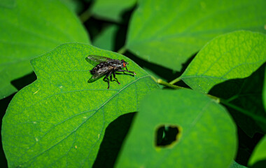 Fliege auf Blatt 1