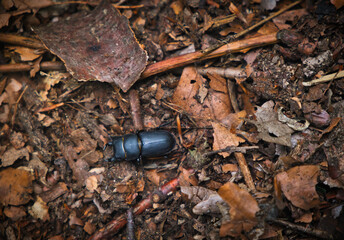 Young stag beetle in leaves in the forest.