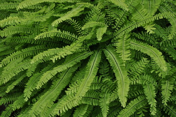 Fototapeta na wymiar Close up of new tiny fern leaf growth