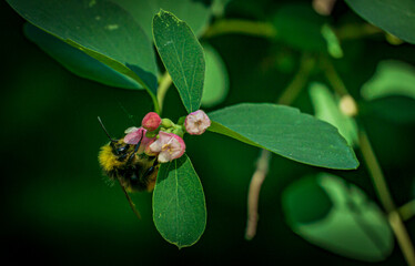 Obraz premium Hummel an Blüte 1