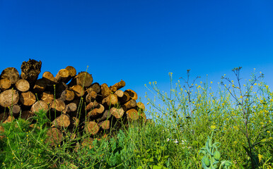 Holzscheitel Landschaft 1