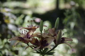 pink and white flower