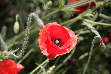 red poppy in the field