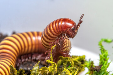 Texas Gold Millipede