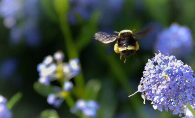 Bumblebee with pollen flying near a blooming flower