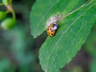 Obraz premium ladybug on leaf
