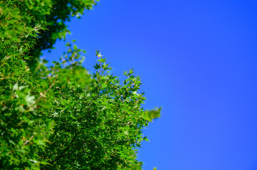 緑と青空