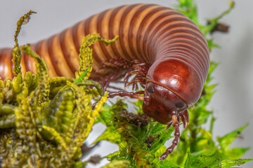 Texas Gold Millipede 1