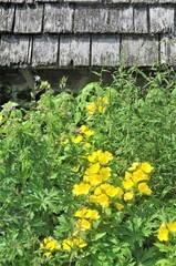 Yellow Wildflowers Against Old Shed