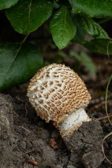 close up of a big brown mushroom with cylinder shaped cape
