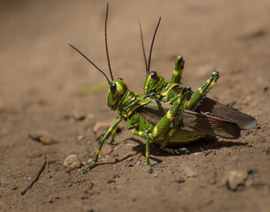 Mexican grasshopper couple, Macro insect photograpgy