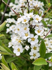 white small flowers in the garden