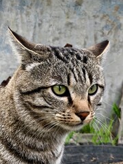 grey cat looks into the distance