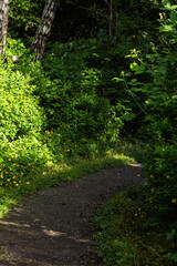 walking path inside park with green bushes, tiny yellow flowers and foliage on both sides on a sunny day