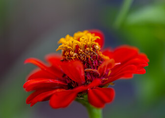 Macro red flower with yellow stamens and  pollen and blurred natural green dark background. Toned image. Copy space.