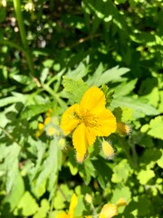 yellow flowers in the garden