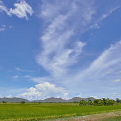 Summer landscape with Rice fields and blue sky