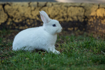 close up portrait of an adorable white bunny on green grass field on the road side under the shade