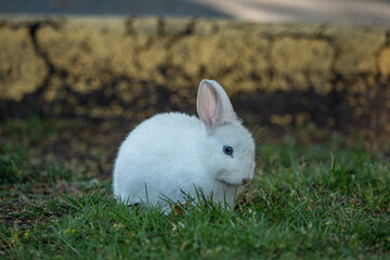 close up of a cute white bunny eating grasses under the shade