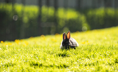 a cute black bunny eating on the green grass field in the park enjoying the afternoon sun