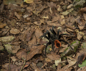 tarantula in the forest