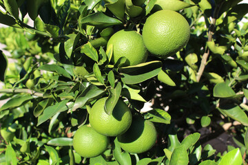 Laranjas ainda verdes com a luz do sol irradiando
