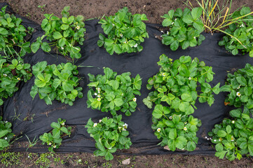 Garden bed with blooming strawberry