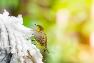 Beautiful flying Bird (Olive-backed Sunbird) gathering  to build a nest,Nest builders, Home makers.