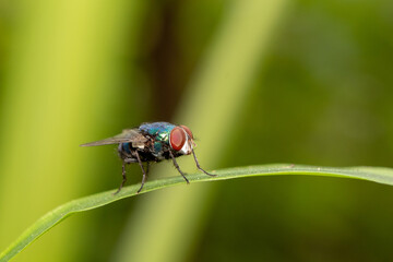 Housefly insect sits on green leaf in the morning