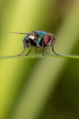 Housefly insect sits on green leaf in the morning