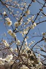 たくさんの白い梅の花