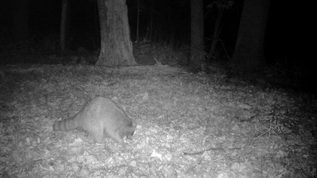 wild raccoon looking for food at night