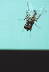 Macro photograph of a fly insect