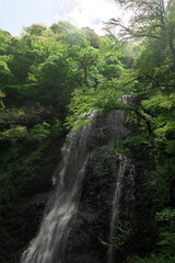 新緑の森の中で勢いよく流れる滝
