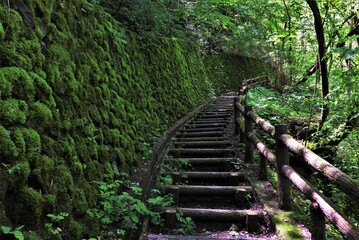 Fototapeta premium 渓谷の苔に包まれた階段 