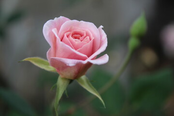 La rosa